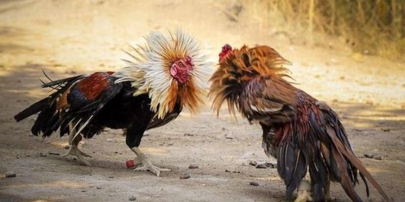 da-ga-campuchia-haywin 