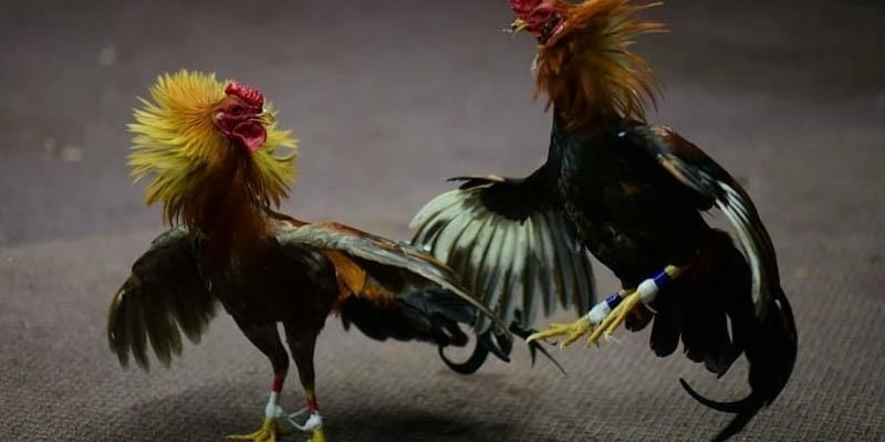 da-ga-campuchia-haywin 