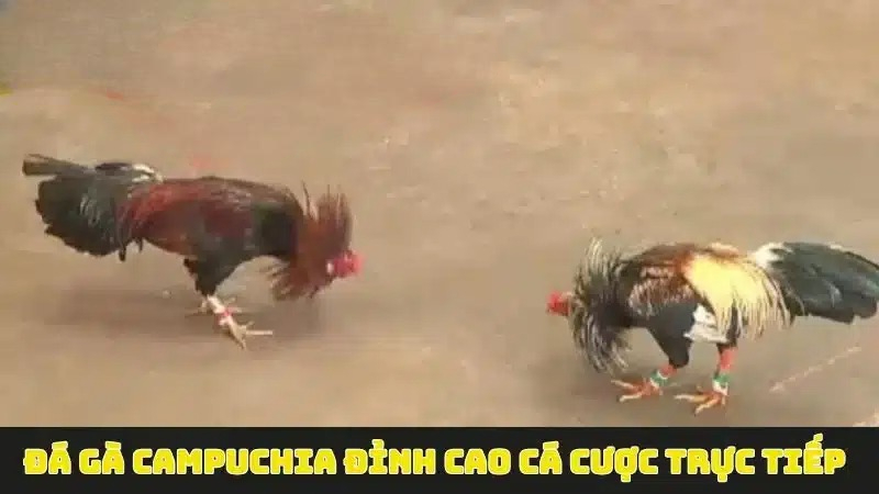 da-ga-campuchia-haywin