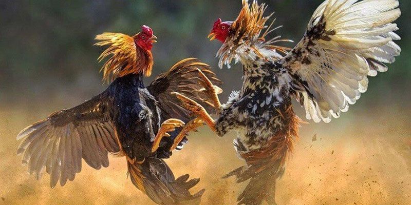 da-ga-campuchia-haywin 