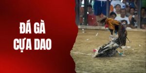 da-ga-cua-dao-haywin