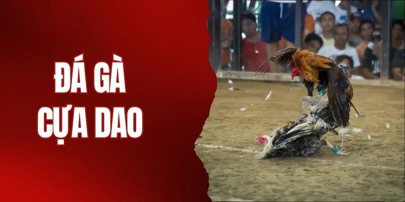 da-ga-cua-dao-haywin