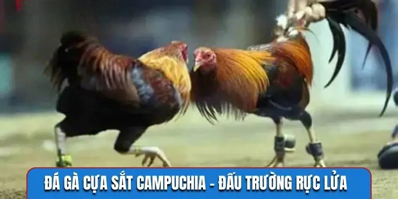 da-ga-cua-sat-haywin 