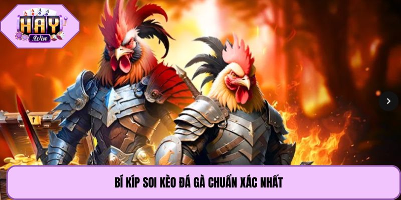 Bí kíp soi kèo đá gà chuẩn xác nhất 