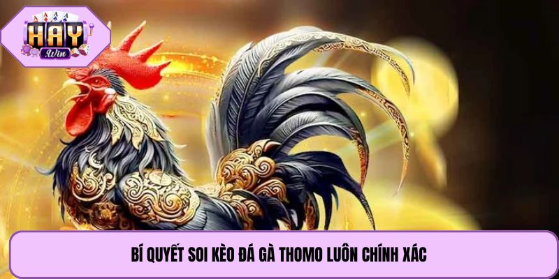 Bí quyết soi kèo đá gà Thomo luôn chính xác