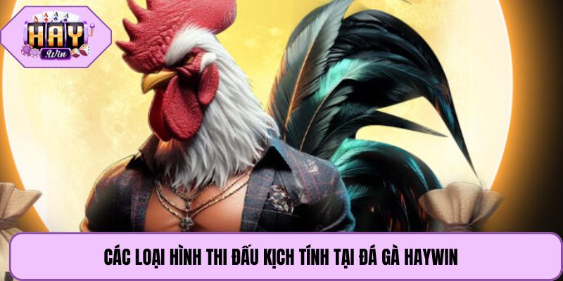 Các loại hình thi đấu kịch tính tại đá gà Haywin