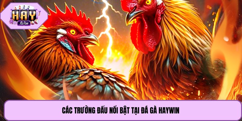 Các trường đấu nổi bật tại đá gà Haywin