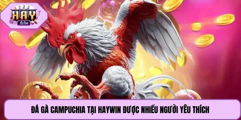 Đá gà Campuchia tại Haywin được nhiều người yêu thích