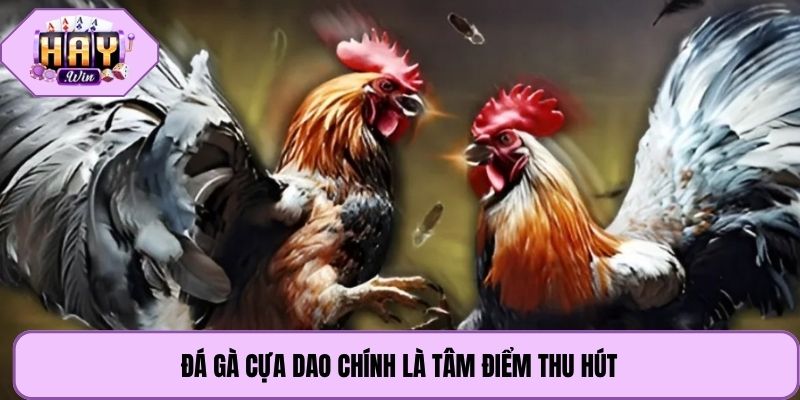 Đá gà cựa dao chính là tâm điểm thu hút