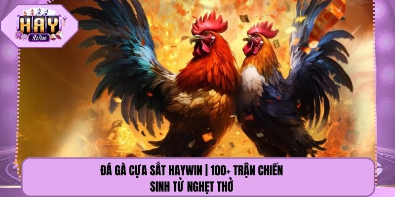 Đá Gà Cựa Sắt Haywin | 100+ Trận Chiến Sinh Tử Nghẹt Thở 