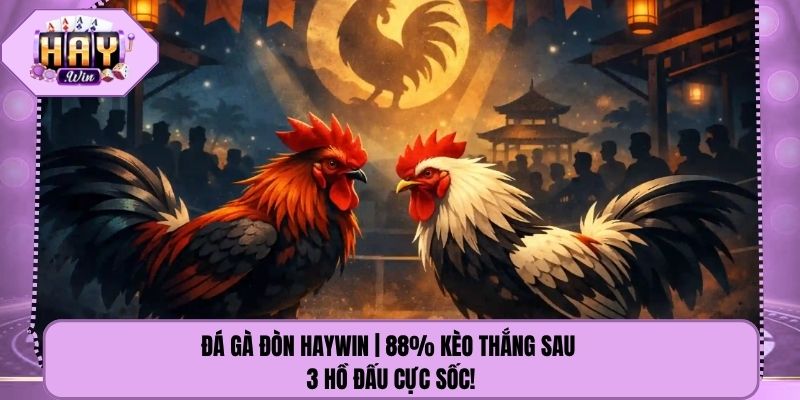 Đá Gà Đòn Haywin | 88% Kèo Thắng Sau 3 Hồ Đấu Cực Sốc!