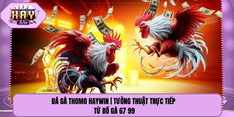 Đá Gà Thomo Haywin | Tường Thuật Trực Tiếp Từ Bồ Gà 67 99