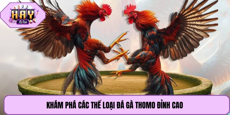 Khám phá các thể loại đá gà Thomo đỉnh cao