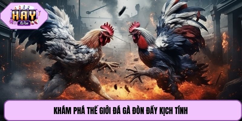 Khám phá thế giới đá gà đòn đầy kịch tính