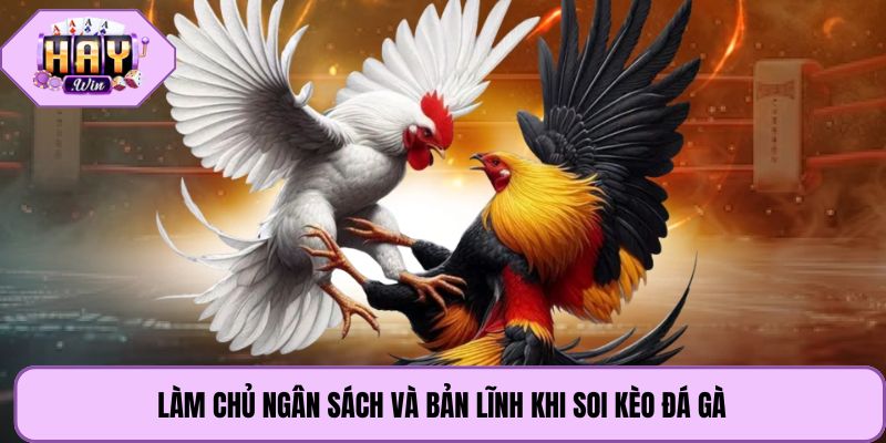 Làm chủ ngân sách và bản lĩnh khi soi kèo đá gà