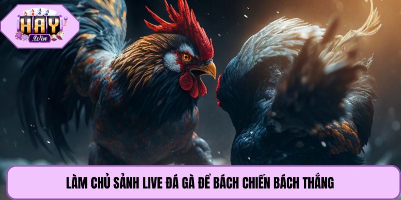 Làm chủ sảnh live đá gà để bách chiến bách thắng