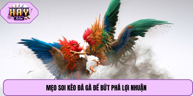 Mẹo soi kèo đá gà để bứt phá lợi nhuận