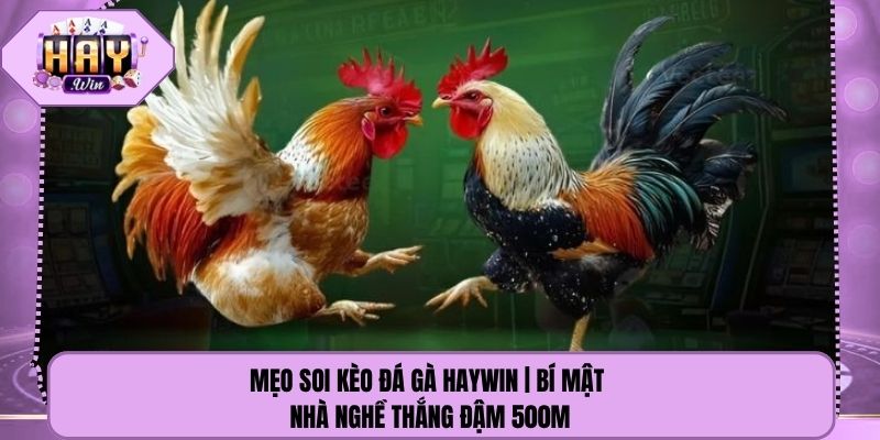 Mẹo Soi Kèo Đá Gà Haywin | Bí Mật Nhà Nghề Thắng Đậm 500m