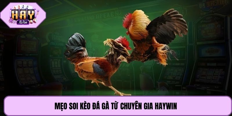 Mẹo soi kèo đá gà từ chuyên gia Haywin