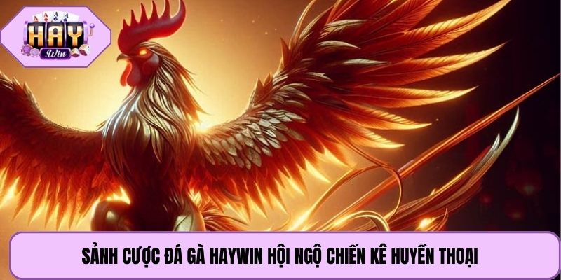 Sảnh cược đá gà Haywin hội ngộ chiến kê huyền thoại