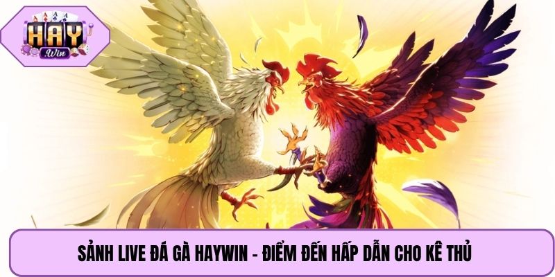 Sảnh live đá gà Haywin – Điểm đến hấp dẫn cho kê thủ