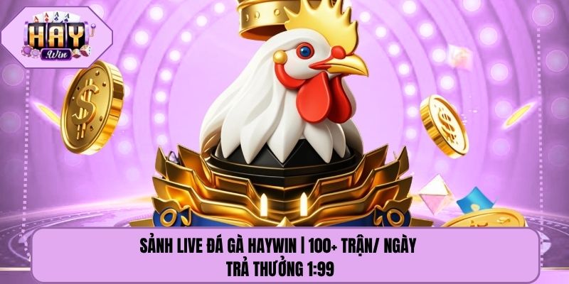 Sảnh Live Đá Gà Haywin | 100+ Trận/ Ngày - Trả Thưởng 1:99