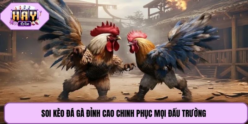 Soi kèo đá gà đỉnh cao chinh phục mọi đấu trường