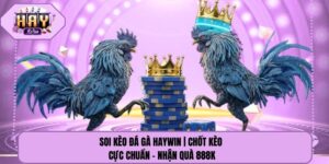 Soi Kèo Đá Gà Haywin | Chốt Kèo Cực Chuẩn - Nhận Quà 888k