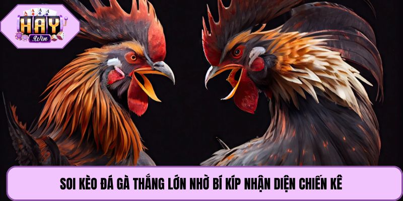 Soi kèo đá gà thắng lớn nhờ bí kíp nhận diện chiến kê