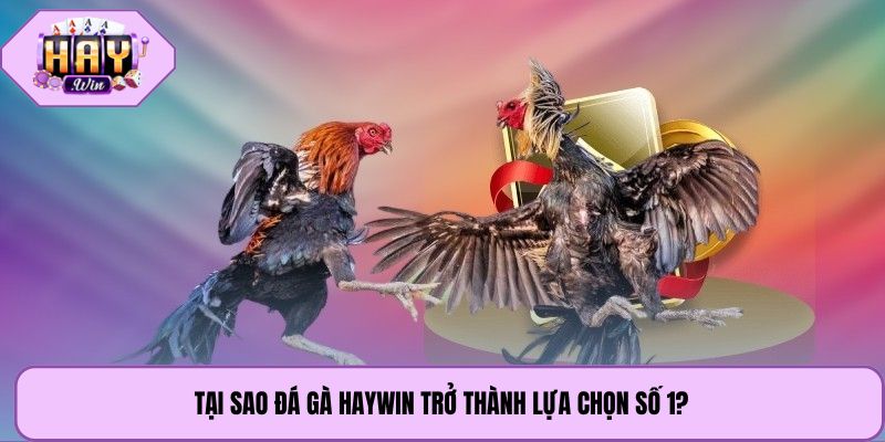 Tại sao Đá gà Haywin trở thành lựa chọn số 1?