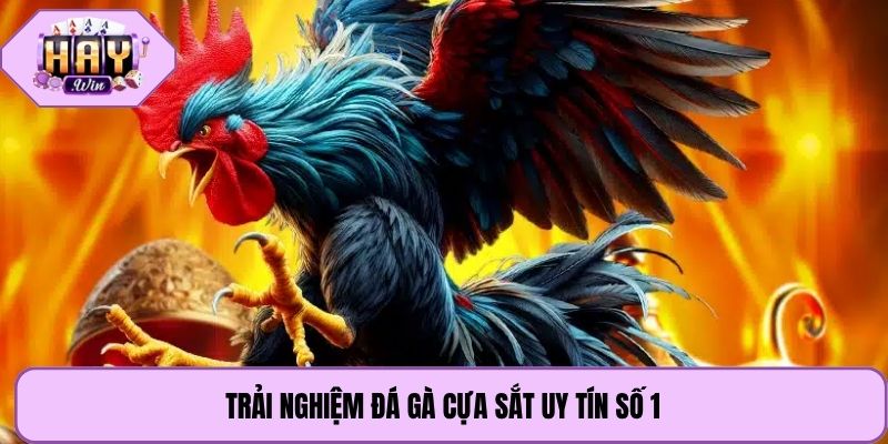 Trải nghiệm đá gà cựa sắt uy tín số 1