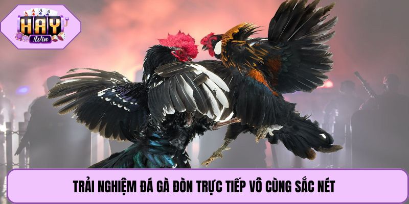 Trải nghiệm đá gà đòn trực tiếp vô cùng sắc nét