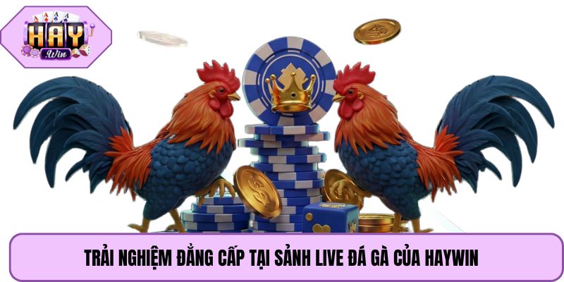 Trải nghiệm đẳng cấp tại sảnh live đá gà của Haywin