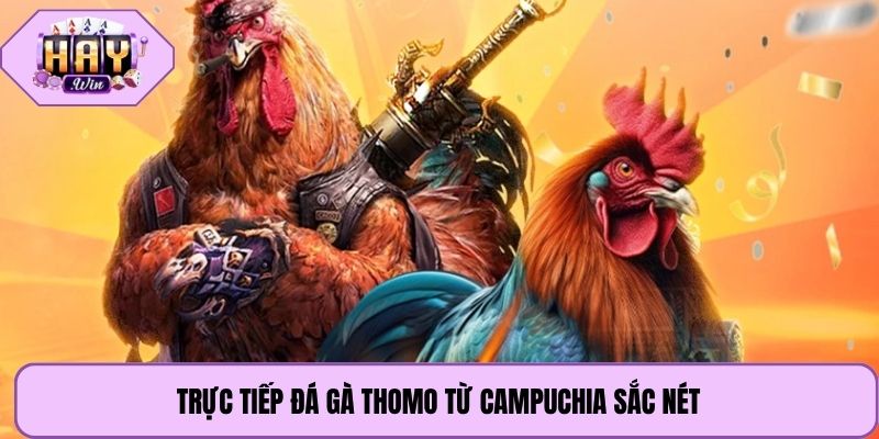 Trực tiếp đá gà Thomo từ Campuchia sắc nét